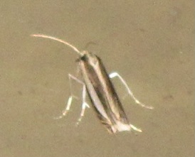 Dichomeris marginella? No, Angustalius malacellus - Crambidae